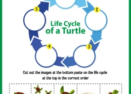 Floyd's Cycle-Finding Algorithm