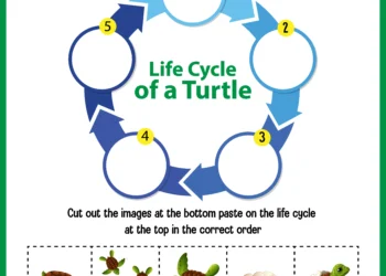 Implementing Floyd’s Cycle-Finding Algorithm