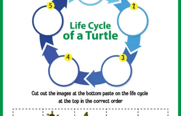 Implementing Floyd’s Cycle-Finding Algorithm